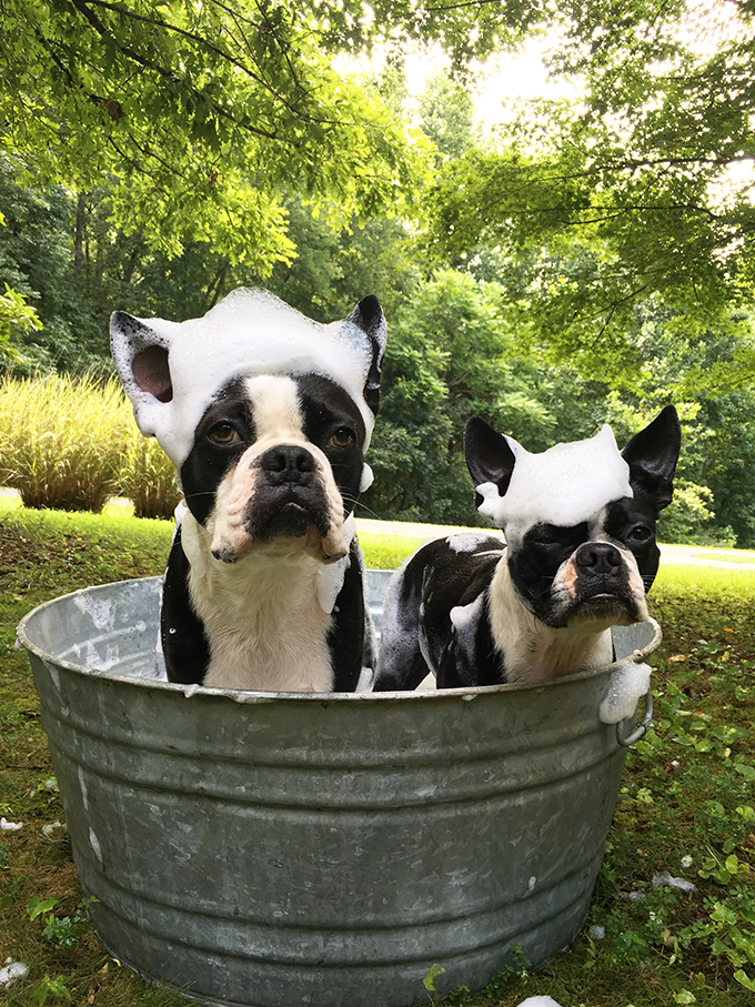 Two French bulldogs in a tub 